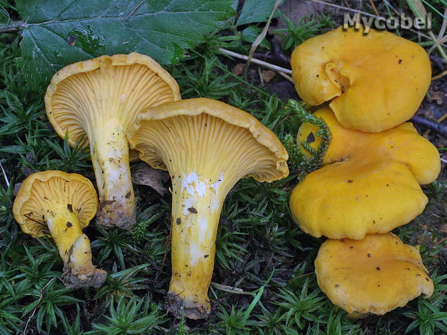  Image name: finferlo2.jpg 
 width: 900 pixel 
 height: 675 pixel 
 Size: 187942 bytes 
 Click to enlarge 